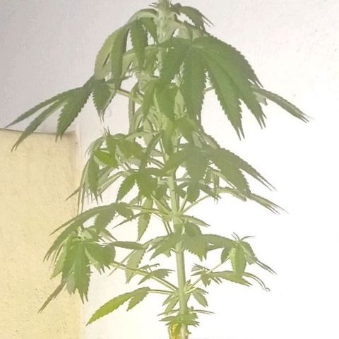 A Tripé growlog timeline photo