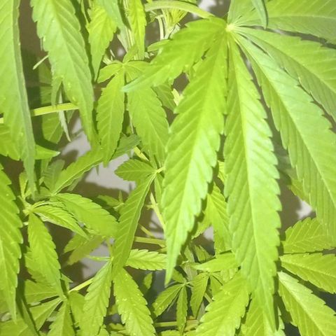A Tripé growlog timeline photo