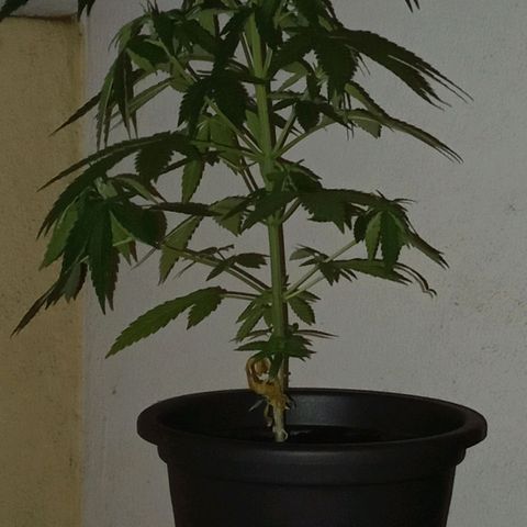 A Tripé growlog photo: Mudança de vaso 
Manchas Amareladas (1sem) (fungicida)