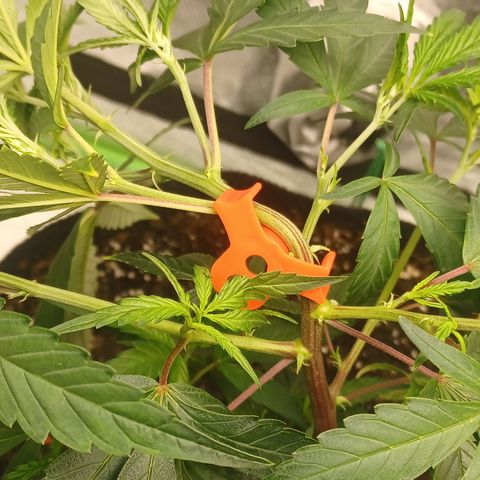 PKR #1 growlog timeline photo