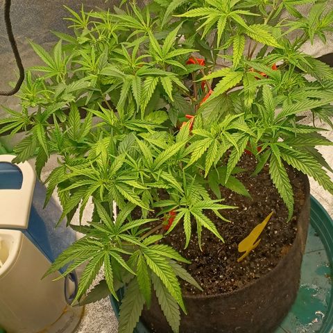 PKR #1 growlog timeline photo