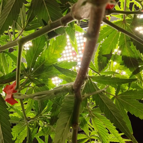 PKR #1 growlog timeline photo