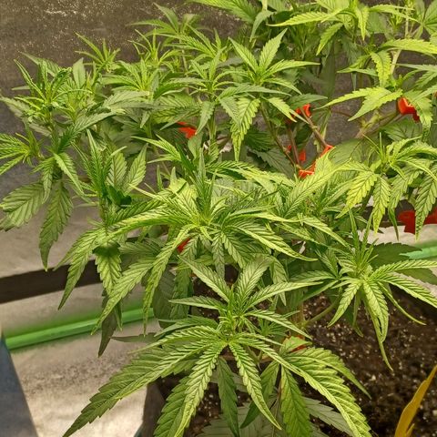 PKR #1 growlog timeline photo
