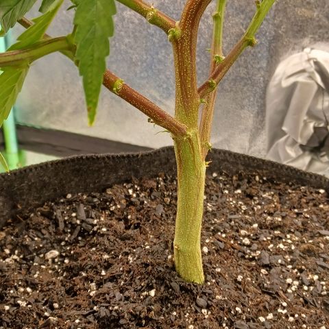 PKR #1 growlog timeline photo