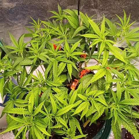 PKR #1 growlog timeline photo