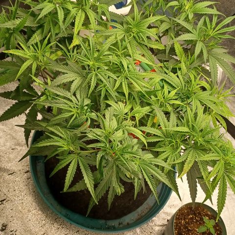 PKR #1 growlog timeline photo