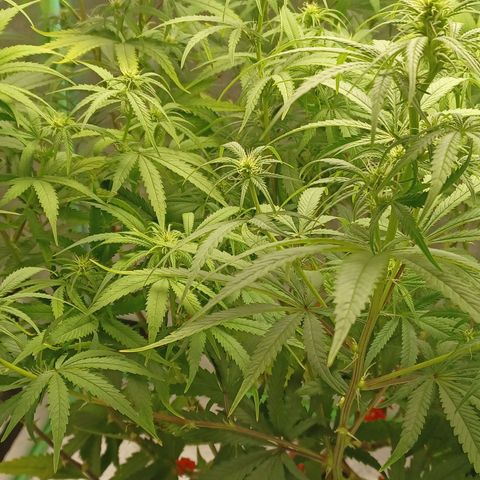 PKR #1 growlog timeline photo
