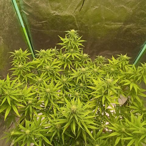 PKR #1 growlog timeline photo