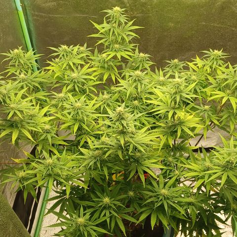 PKR #1 growlog timeline photo