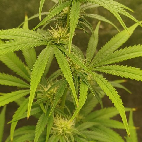 PKR #1 growlog timeline photo