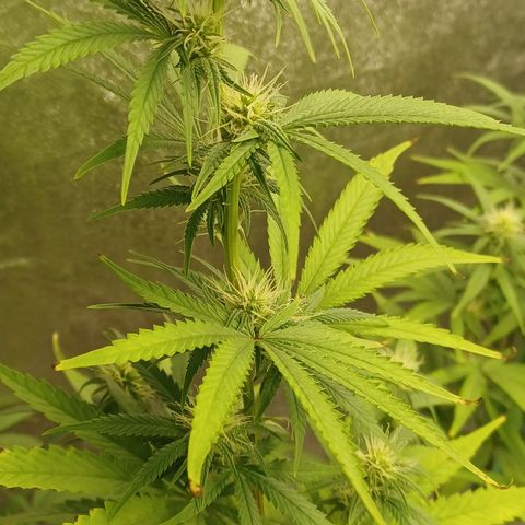 PKR #1 growlog timeline photo