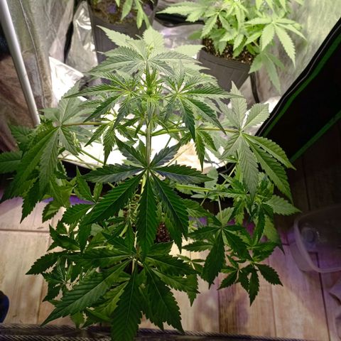 Genética Hulk berry growlog timeline photo