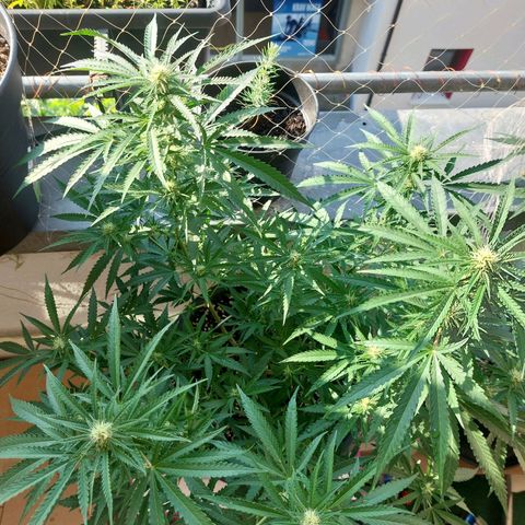White widow growlog timeline photo