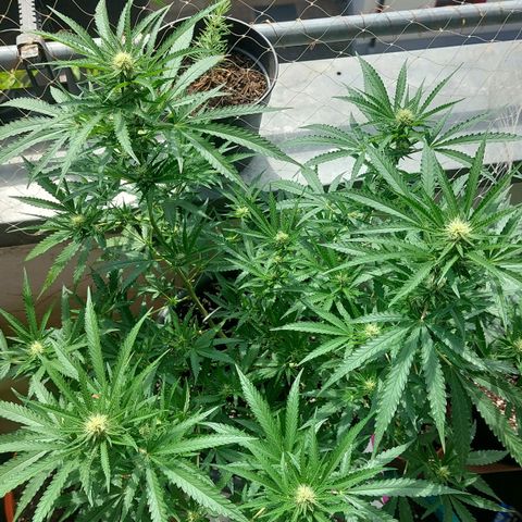 White widow growlog timeline photo