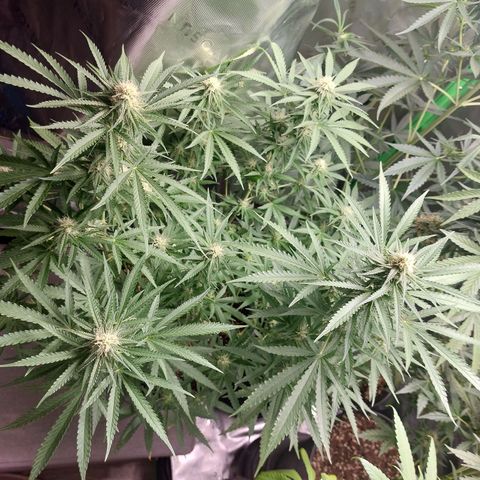 White widow growlog timeline photo