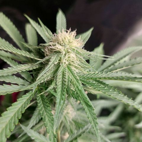 White widow growlog timeline photo