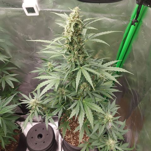 Snow ryder  growlog timeline photo