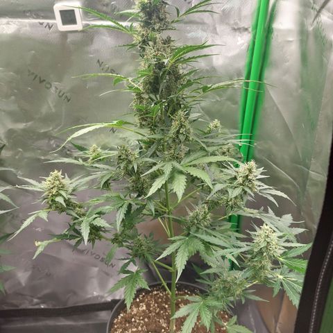 Snow ryder  growlog timeline photo