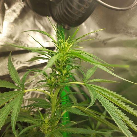 Northern lights  growlog timeline photo