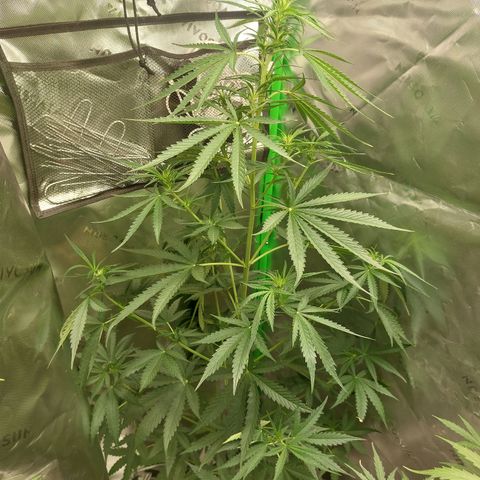 Northern lights  growlog timeline photo