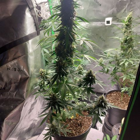 Blueberry zkittlez  growlog timeline photo