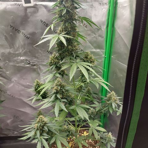 Blueberry zkittlez  growlog timeline photo