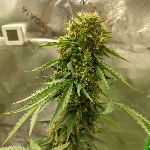 Blueberry zkittlez  growlog timeline photo