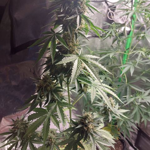 Blueberry zkittlez  growlog timeline photo
