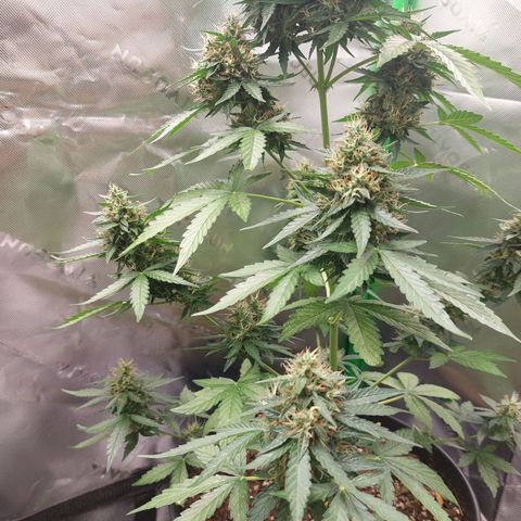 Blueberry zkittlez  growlog timeline photo