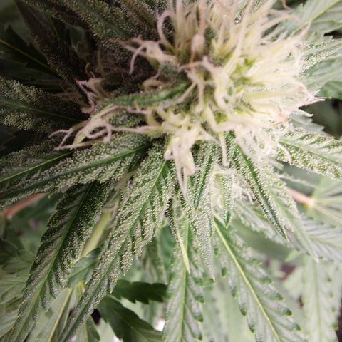 White widow growlog timeline photo