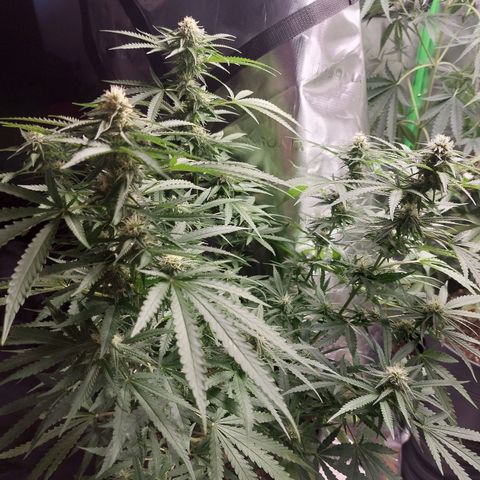 White widow growlog timeline photo