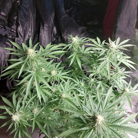 White widow growlog timeline photo