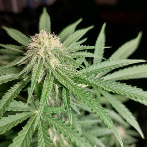 White widow growlog timeline photo