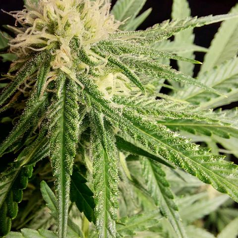 White widow growlog timeline photo