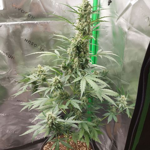 Snow ryder  growlog timeline photo