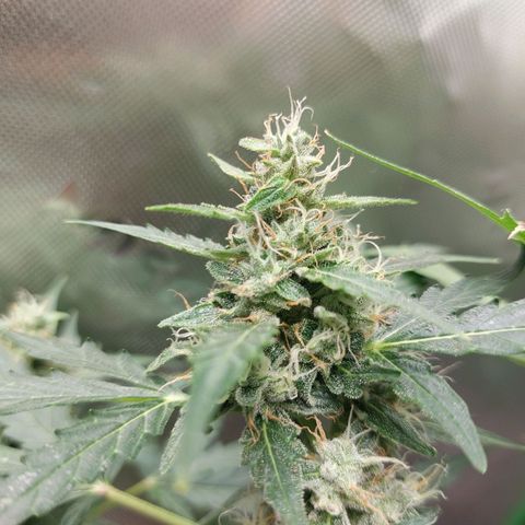 Snow ryder  growlog timeline photo