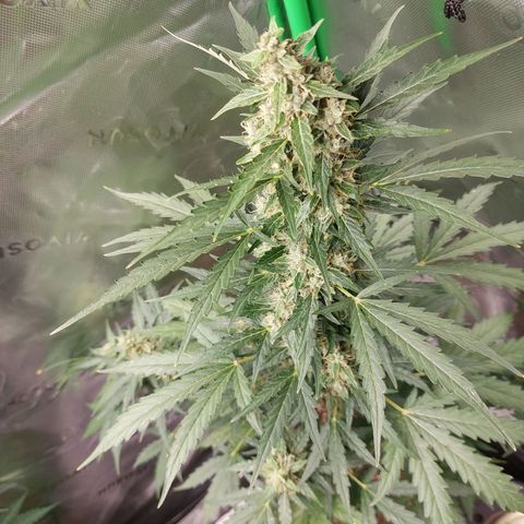 Snow ryder  growlog timeline photo