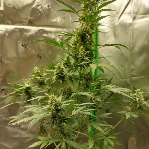 Snow ryder  growlog timeline photo