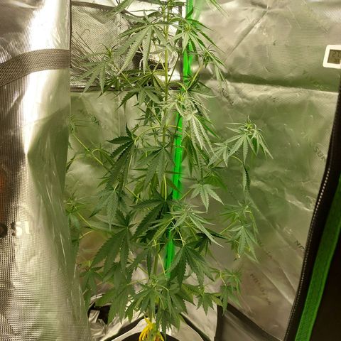 Northern lights  growlog timeline photo