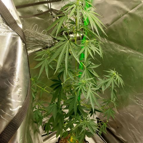 Northern lights  growlog timeline photo