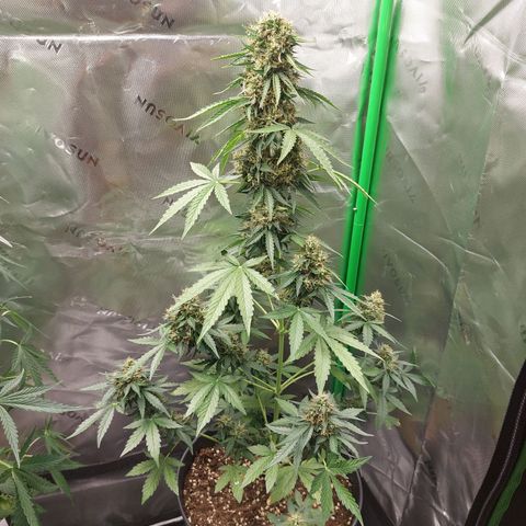 Blueberry zkittlez  growlog timeline photo