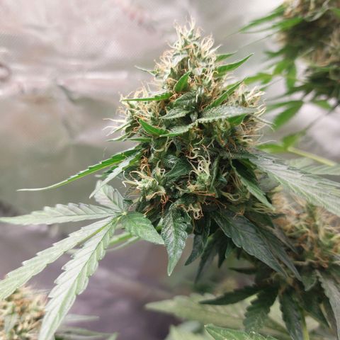 Blueberry zkittlez  growlog timeline photo