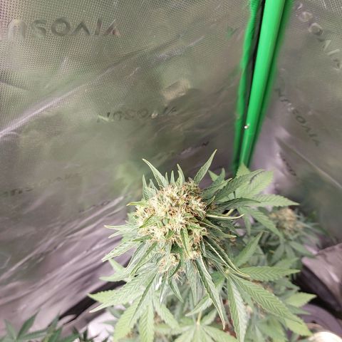 Blueberry zkittlez  growlog timeline photo