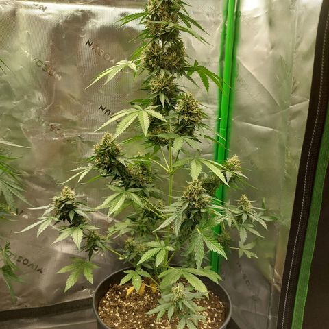 Blueberry zkittlez  growlog timeline photo
