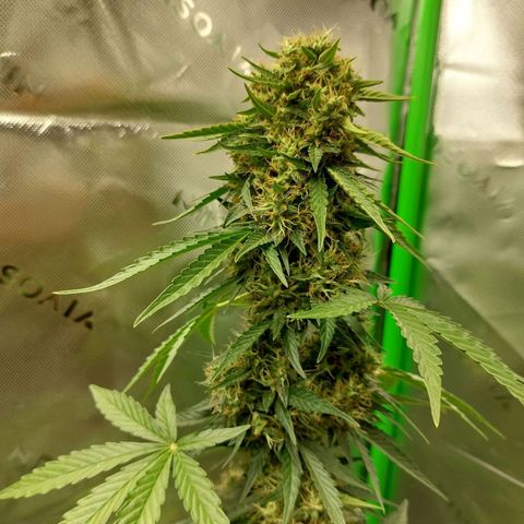 Blueberry zkittlez  growlog timeline photo
