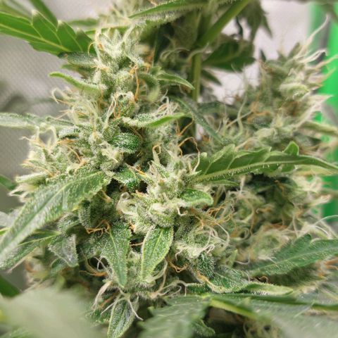 Snow ryder  growlog timeline photo