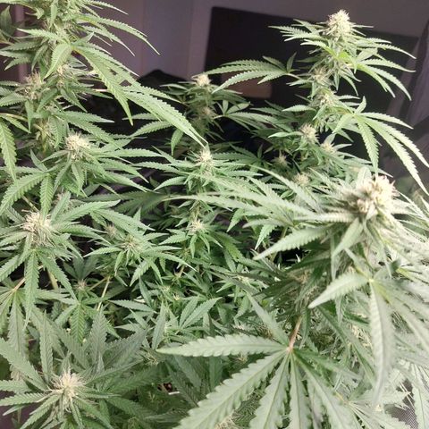 White widow growlog timeline photo