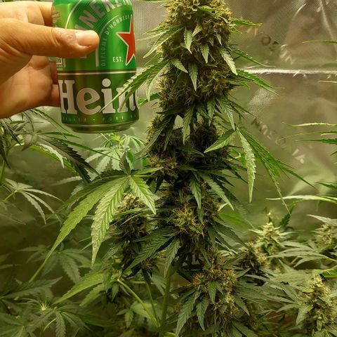 Blueberry zkittlez  growlog timeline photo