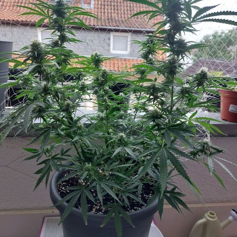 White widow growlog timeline photo
