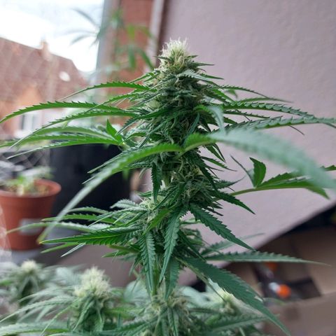 White widow growlog timeline photo